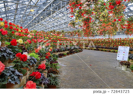 なばなの里 ベゴニアガーデン なばなの里 ベゴニアガーデン 72643725