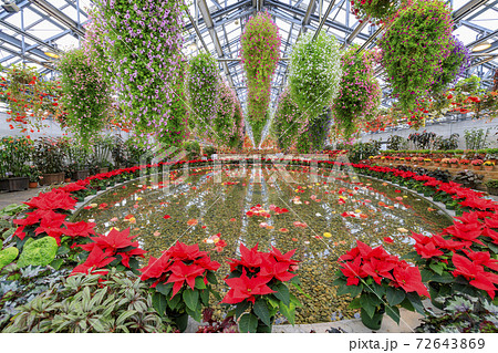 なばなの里 ベゴニアガーデン なばなの里 ベゴニアガーデン 72643869