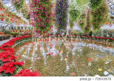 なばなの里　ベゴニアガーデン 72643878