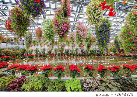 なばなの里　ベゴニアガーデン 72643879