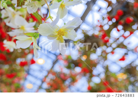 なばなの里　ベゴニアガーデン 72643883