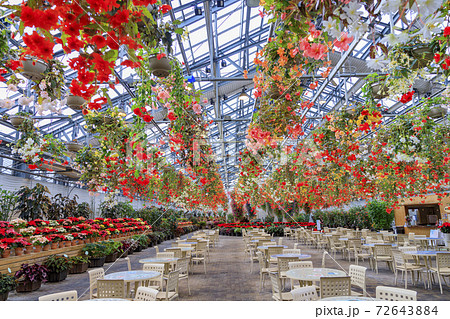 なばなの里　ベゴニアガーデン 72643884