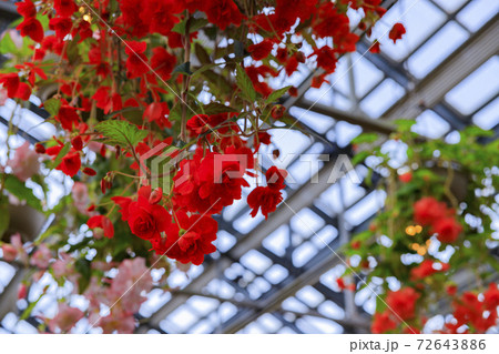 なばなの里　ベゴニアガーデン 72643886