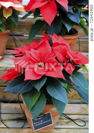 なばなの里 ベゴニアガーデン なばなの里 ベゴニアガーデン 72643900