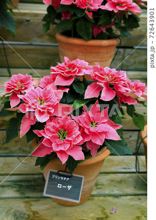 なばなの里 ベゴニアガーデン なばなの里 ベゴニアガーデン 72643901