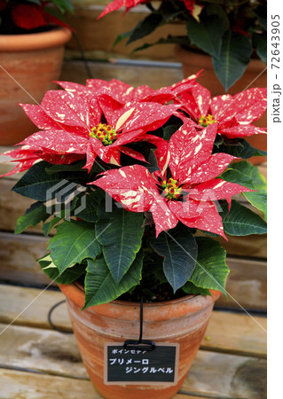 なばなの里 ベゴニアガーデン なばなの里 ベゴニアガーデン 72643905