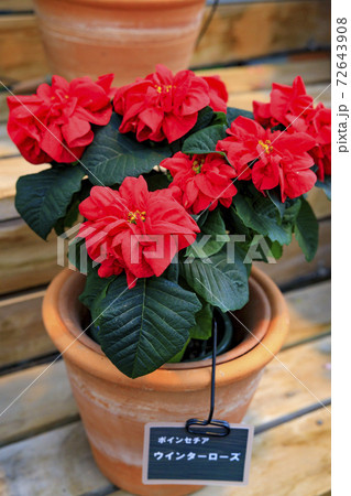 なばなの里　ベゴニアガーデン 72643908