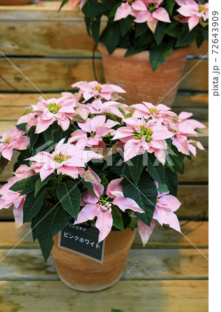 なばなの里 ベゴニアガーデン なばなの里 ベゴニアガーデン 72643909