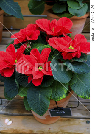 なばなの里 ベゴニアガーデン なばなの里 ベゴニアガーデン 72643924