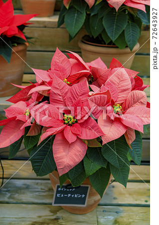 なばなの里 ベゴニアガーデン なばなの里 ベゴニアガーデン 72643927