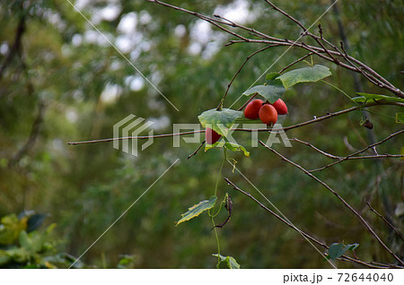 烏瓜の有る秋風景(緑背景) 4個の真っ赤な烏瓜 烏瓜の有る秋風景(緑背景) 4個の真っ赤な烏瓜 72644040