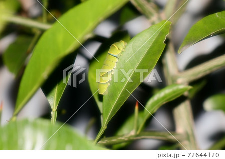 昆虫：幼虫：アゲハの幼虫：柑橘の葉 72644120