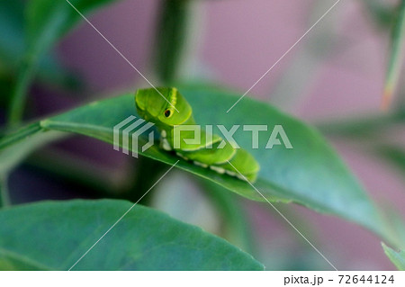 昆虫:幼虫:アゲハの幼虫:柑橘の葉 昆虫:幼虫:アゲハの幼虫:柑橘の葉 72644124
