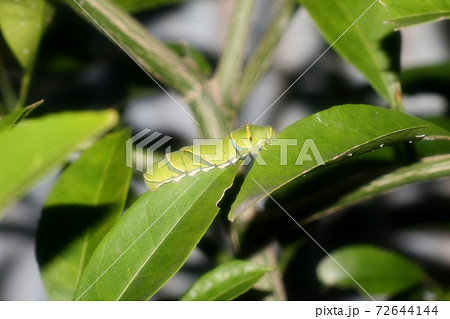 昆虫：幼虫：アゲハの幼虫：柑橘の葉 72644144