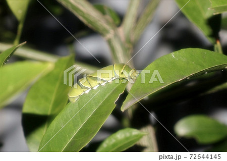 昆虫：幼虫：アゲハの幼虫：柑橘の葉 72644145