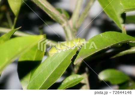 昆虫：幼虫：アゲハの幼虫：柑橘の葉 72644146