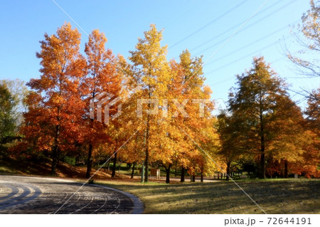 秋の風景：広場：メタセコイヤ：青空：山田池公園 72644191
