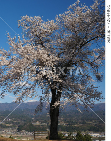 信州松岡城址の一本桜 72644961