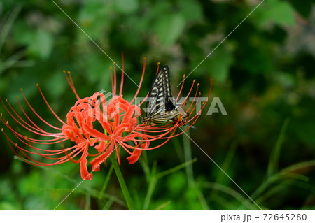 赤い彼岸花の花にアゲハチョウ 72645280