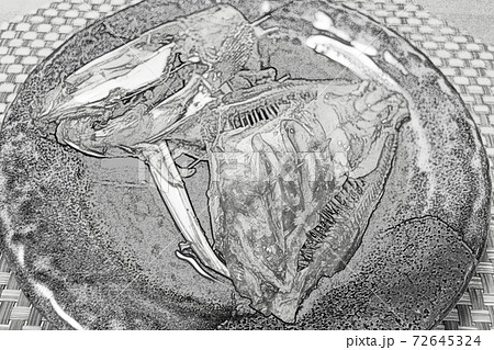 見栄えは良くないが調理直前まで生きていた家庭的で素朴な自宅調理の「ウマヅラハギの煮付け」色鉛筆画風 72645324