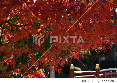 晩秋の鎌倉（鶴岡八幡宮） 72645426