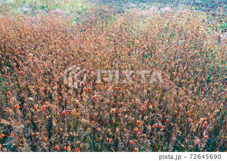 冬の逆光 枯れたキバナコスモスの写真素材 72645690 Pixta