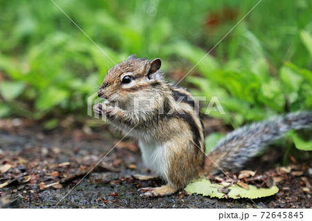 シマリス シマリス 72645845