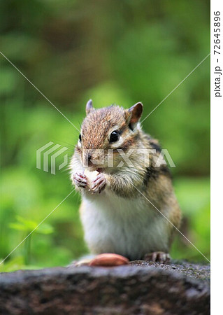 シマリス 72645896