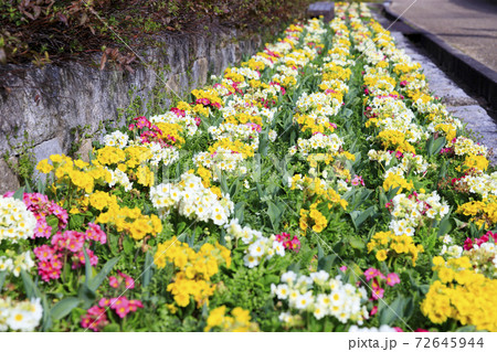 馬見丘陵公園 早春の花々 馬見丘陵公園 早春の花々 72645944