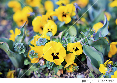 馬見丘陵公園 早春の花々 馬見丘陵公園 早春の花々 72645947