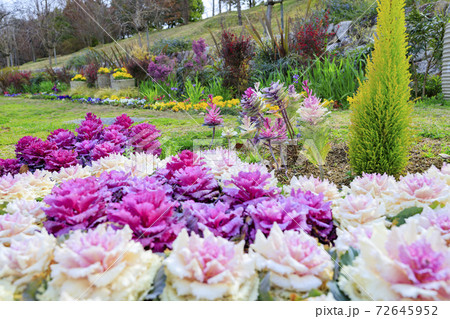 馬見丘陵公園　早春の花々 72645952