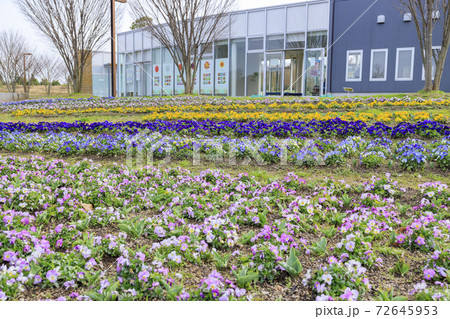 馬見丘陵公園　早春の花々 72645953