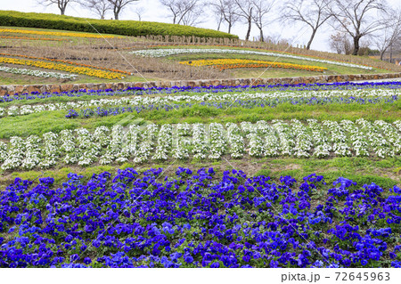 馬見丘陵公園　早春の花々 72645963