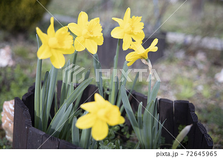 馬見丘陵公園 早春の花々 馬見丘陵公園 早春の花々 72645965