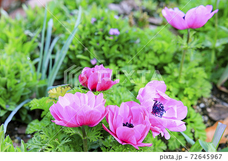 馬見丘陵公園 早春の花々 馬見丘陵公園 早春の花々 72645967