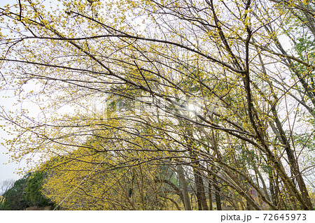 馬見丘陵公園　早春の花々 72645973