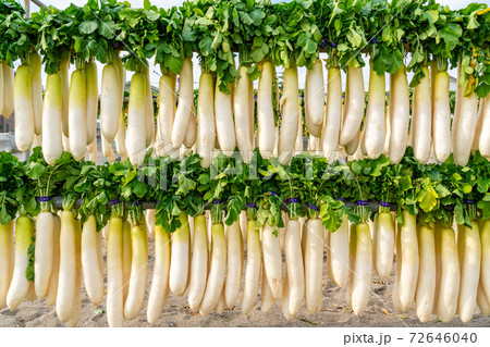 【神奈川県】三浦海岸 大根干し 72646040