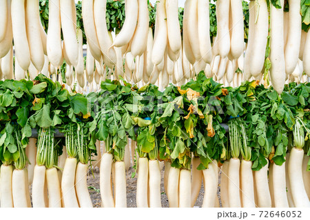 【神奈川県】三浦海岸 大根干し 72646052