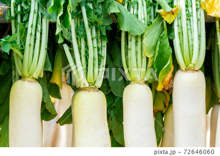 【神奈川県】三浦海岸 大根干し 72646060