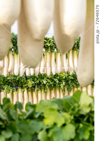 【神奈川県】三浦海岸 大根干し 72646070