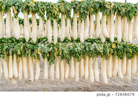 【神奈川県】三浦海岸 大根干し 72646079