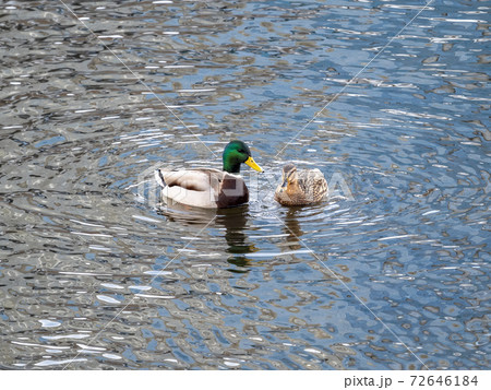 A couple of mallard ducks swims in the river A couple of mallard ducks swims in the river 72646184