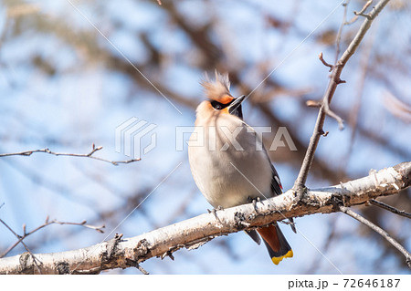 Bohemian waxwing, Latin name Bombycilla garrulus, sitting on the branch in winter or early spring day. The waxwing, a beautiful tufted bird, sits on a branch without leaves. 72646187