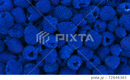 Harvested blue raspberries. 72646365