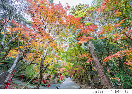 油山寺の紅葉の写真素材