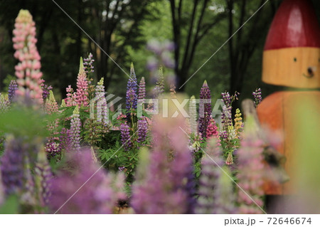とても綺麗なルピナス花畑の写真素材