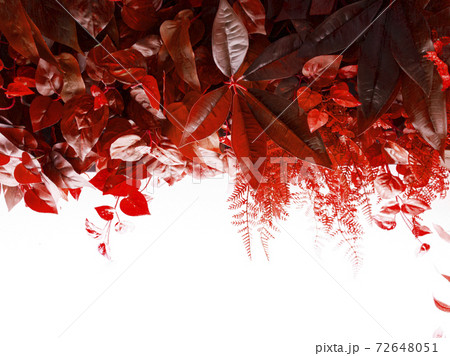 葉 木の葉 背景 72648051