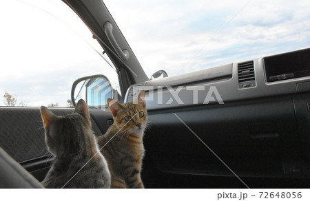 仔猫と車でお出かけ!佐倉ふるさと広場 仔猫と車でお出かけ!佐倉ふるさと広場 72648056