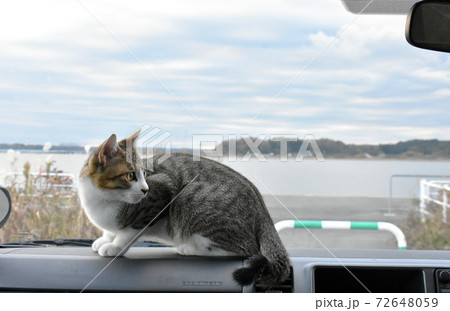 仔猫と車でお出かけ！佐倉ふるさと広場 72648059