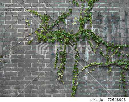 レンガ造りの壁に生えた蔦の写真素材